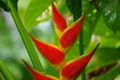 1 Heliconias - Sarapiqui - Costa Rica-99fd0-fb3bb.jpg
