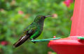 1920px-Costa-Rica-colibri-humming-bird.jpg