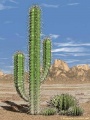 Cactus 26863-1-.jpg