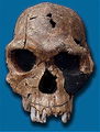 220px-Homo habilis.jpg