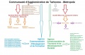 Organigrammecatm2.jpg