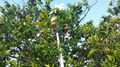 Orangeraie1.jpg