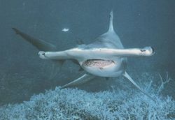 Requin marteau01.jpg