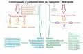 Organigrammecatmnew.jpg