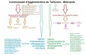 Organigrammecatm11.jpg